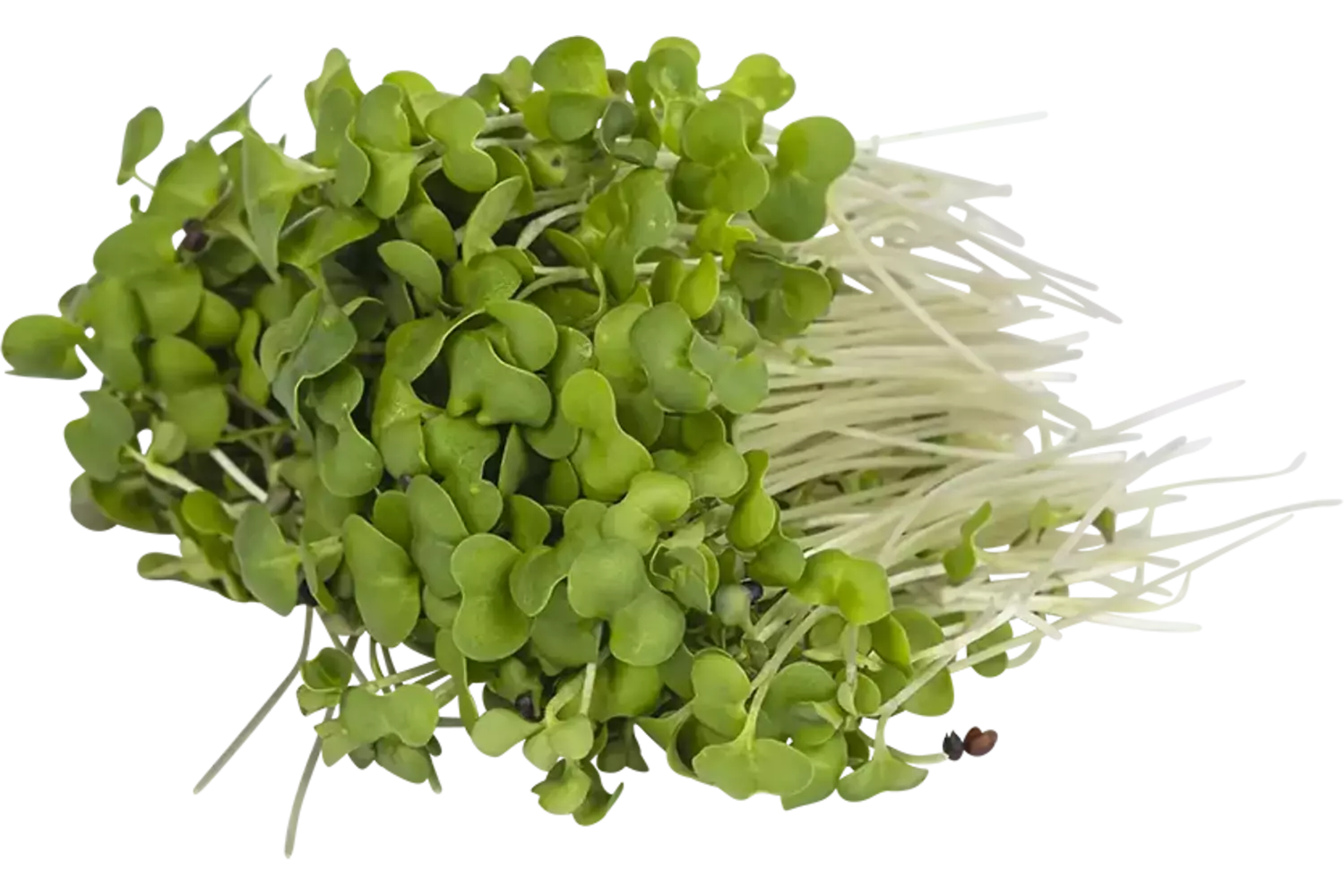 Broccoli cress 50gr stuk 1